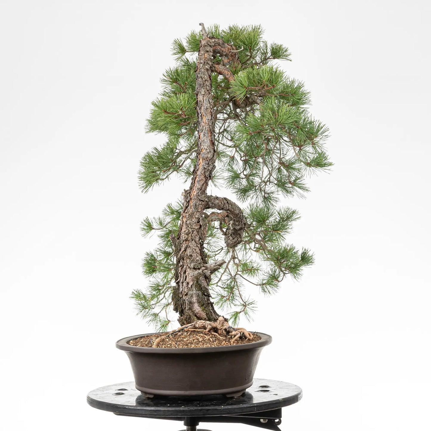 Cara derecha de bonsai yamadori de pino silvestris