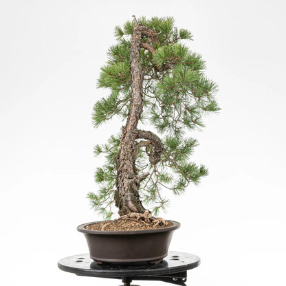 Cara derecha de bonsai yamadori de pino silvestris