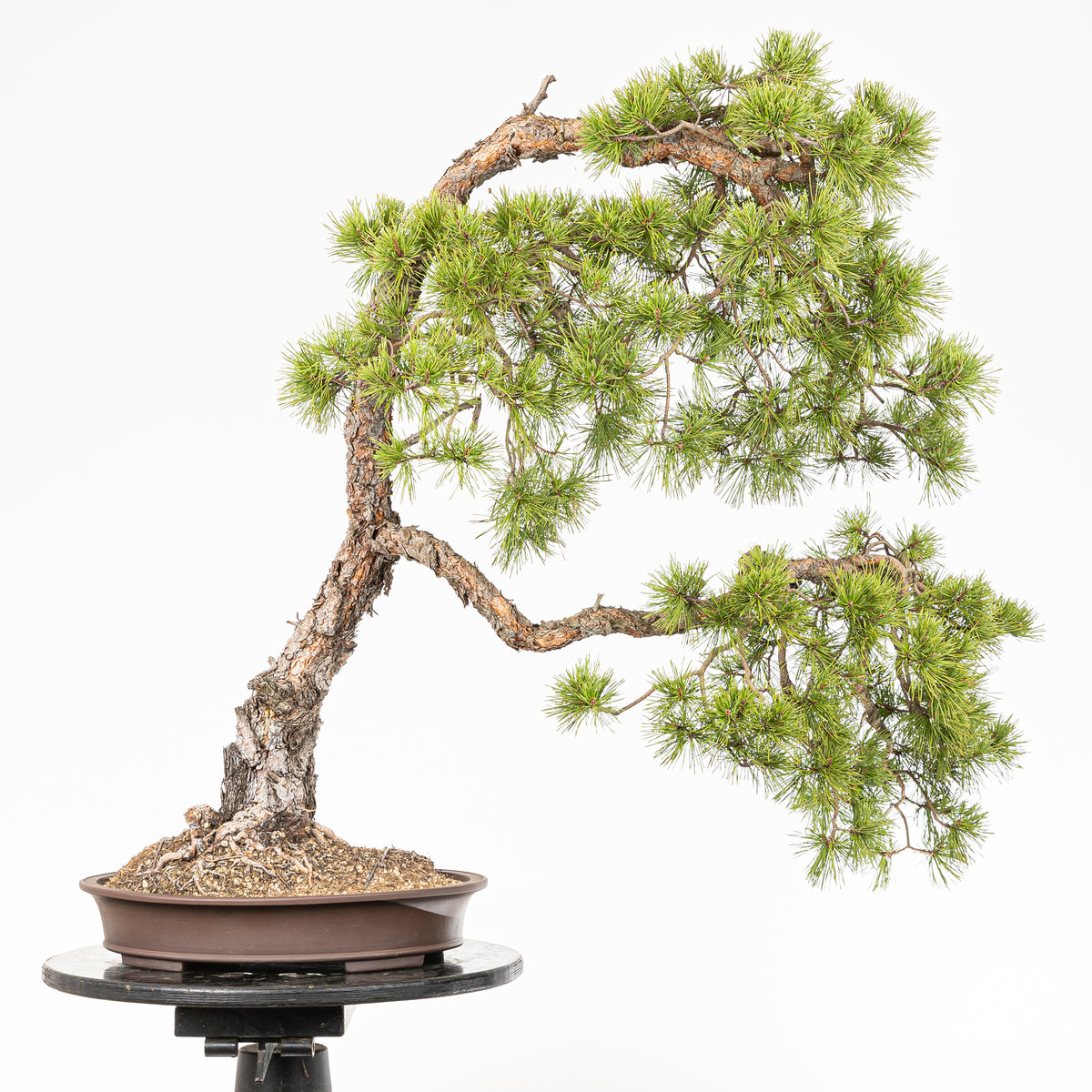 Bonsaï "Bunjin Double Cime" - Pin sylvestre (Pinus sylvestris)