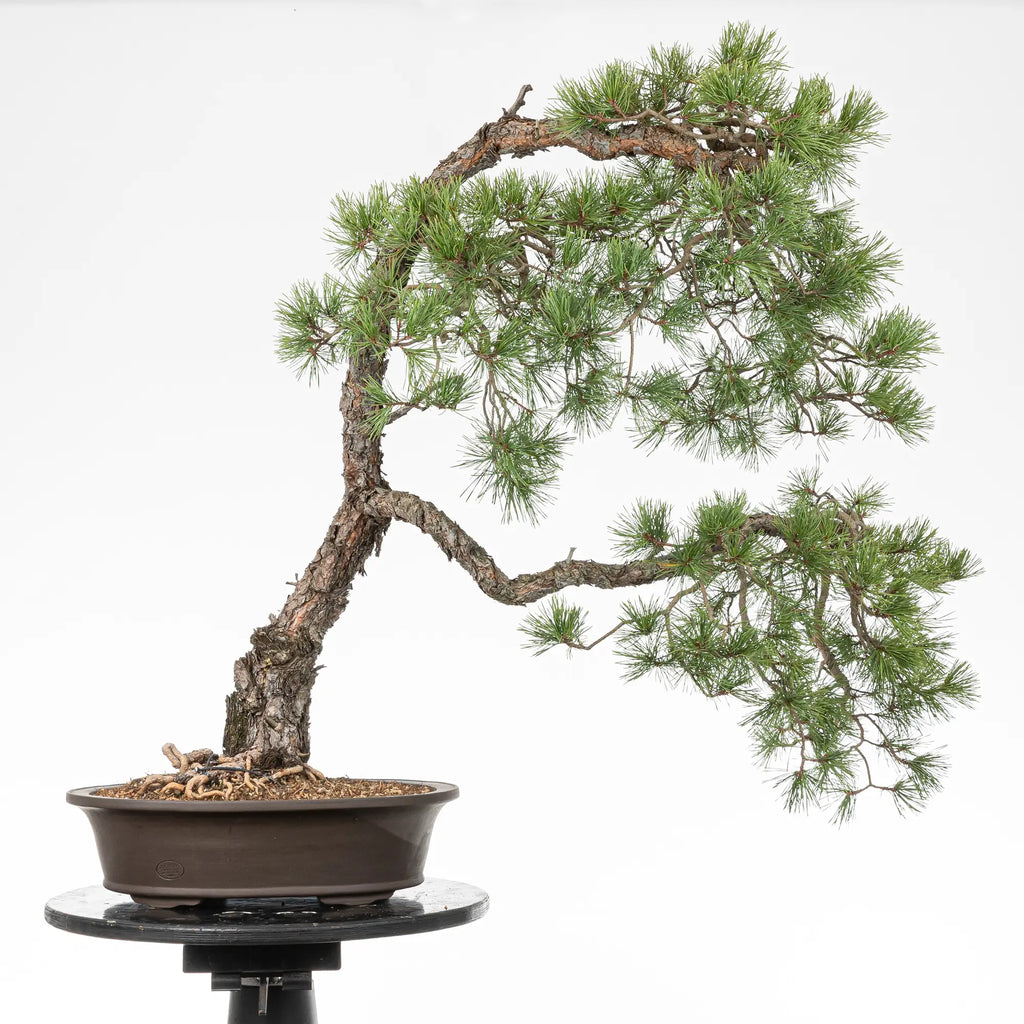 Cara trasera de bonsai yamadori de pino silvestris