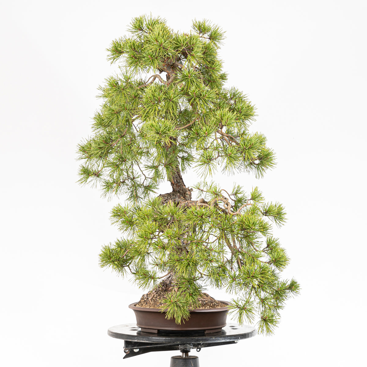 Bonsaï "Bunjin Double Cime" - Pin sylvestre (Pinus sylvestris)