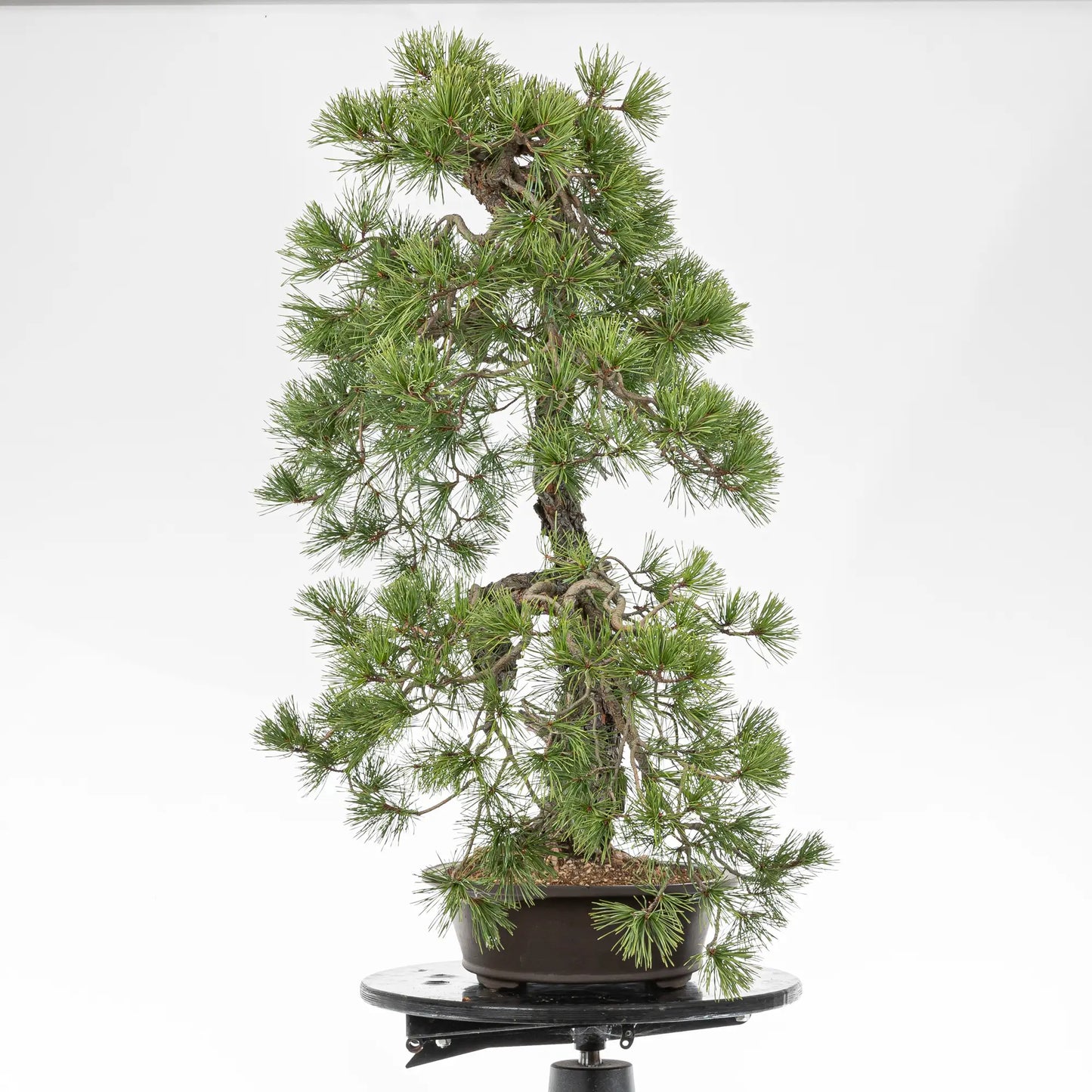 Cara izquierda de bonsai yamadori de pino silvestre