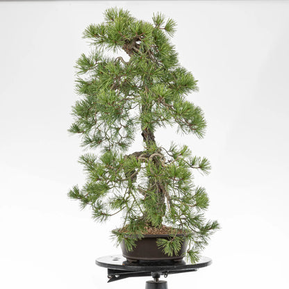 Cara izquierda de bonsai yamadori de pino silvestre
