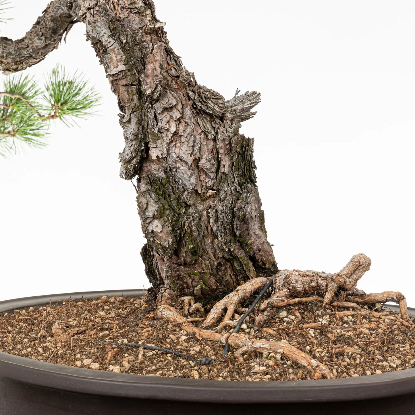 Detalle de nebari de bonsai de pino silvestre