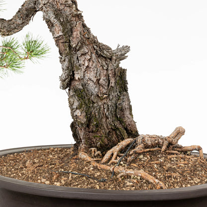 Detalle de nebari de bonsai de pino silvestre