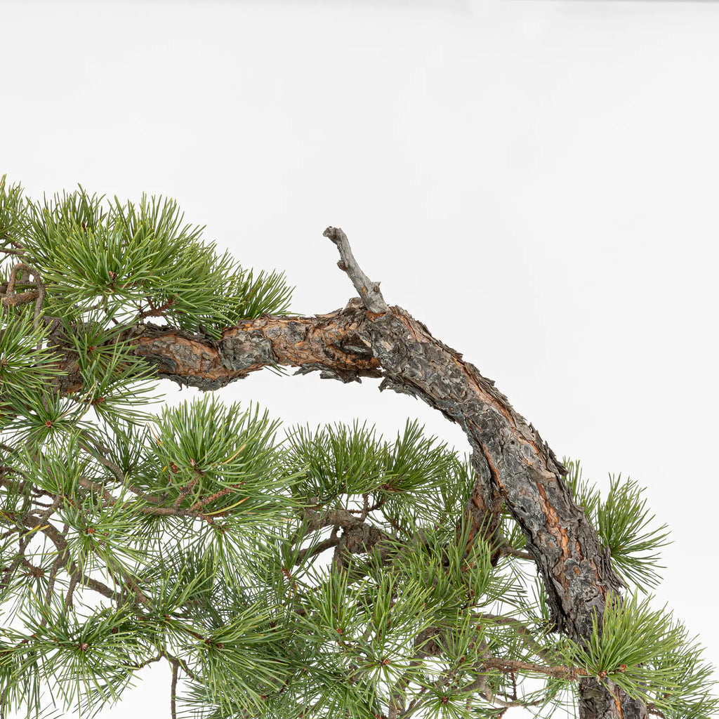 Detalle de jin, tronco, corteza asalmonada de bonsai yamadori de pino silvestris