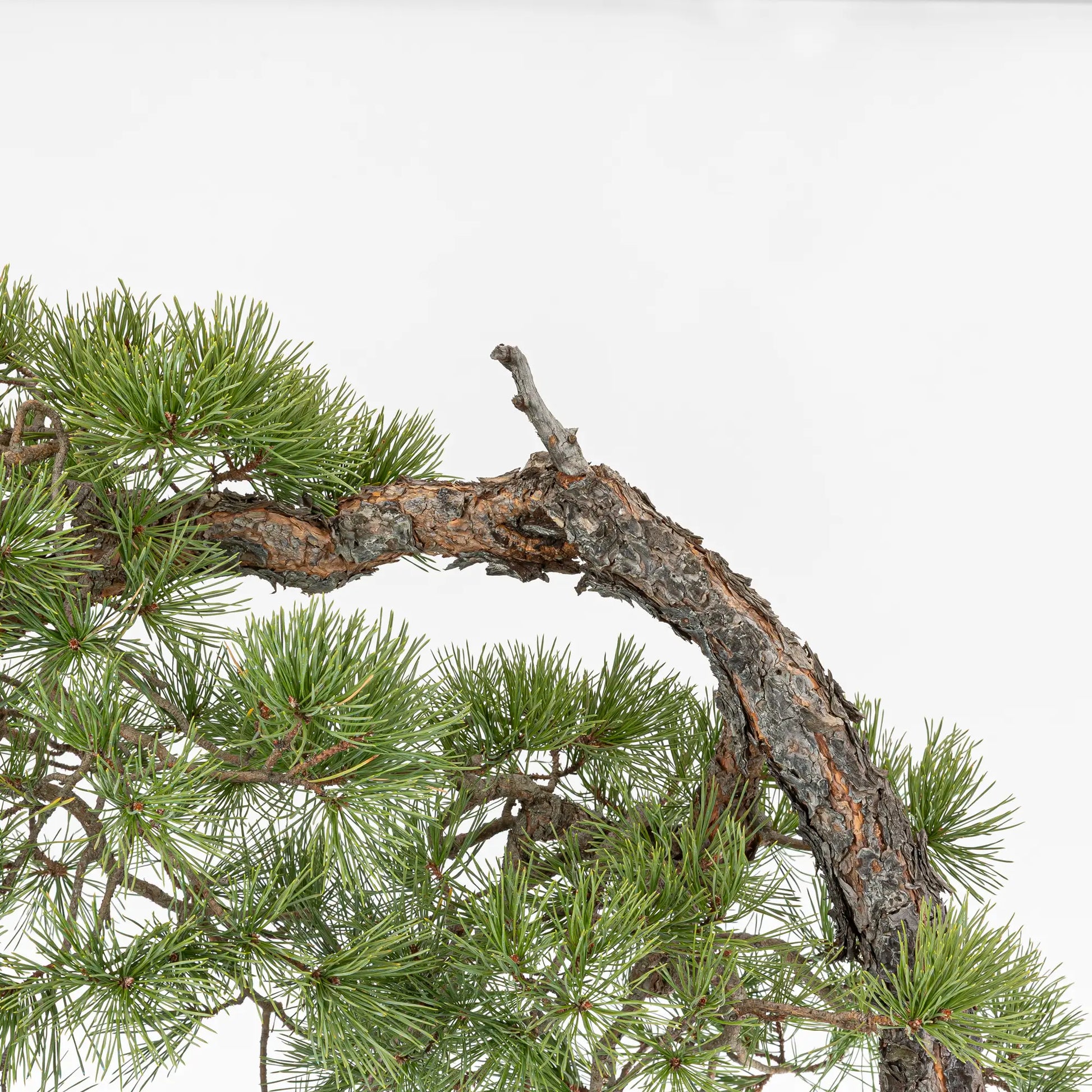 Detalle de jin, tronco, corteza asalmonada de bonsai yamadori de pino silvestris
