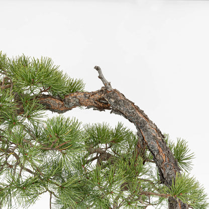 Detalle de jin, tronco, corteza asalmonada de bonsai yamadori de pino silvestris