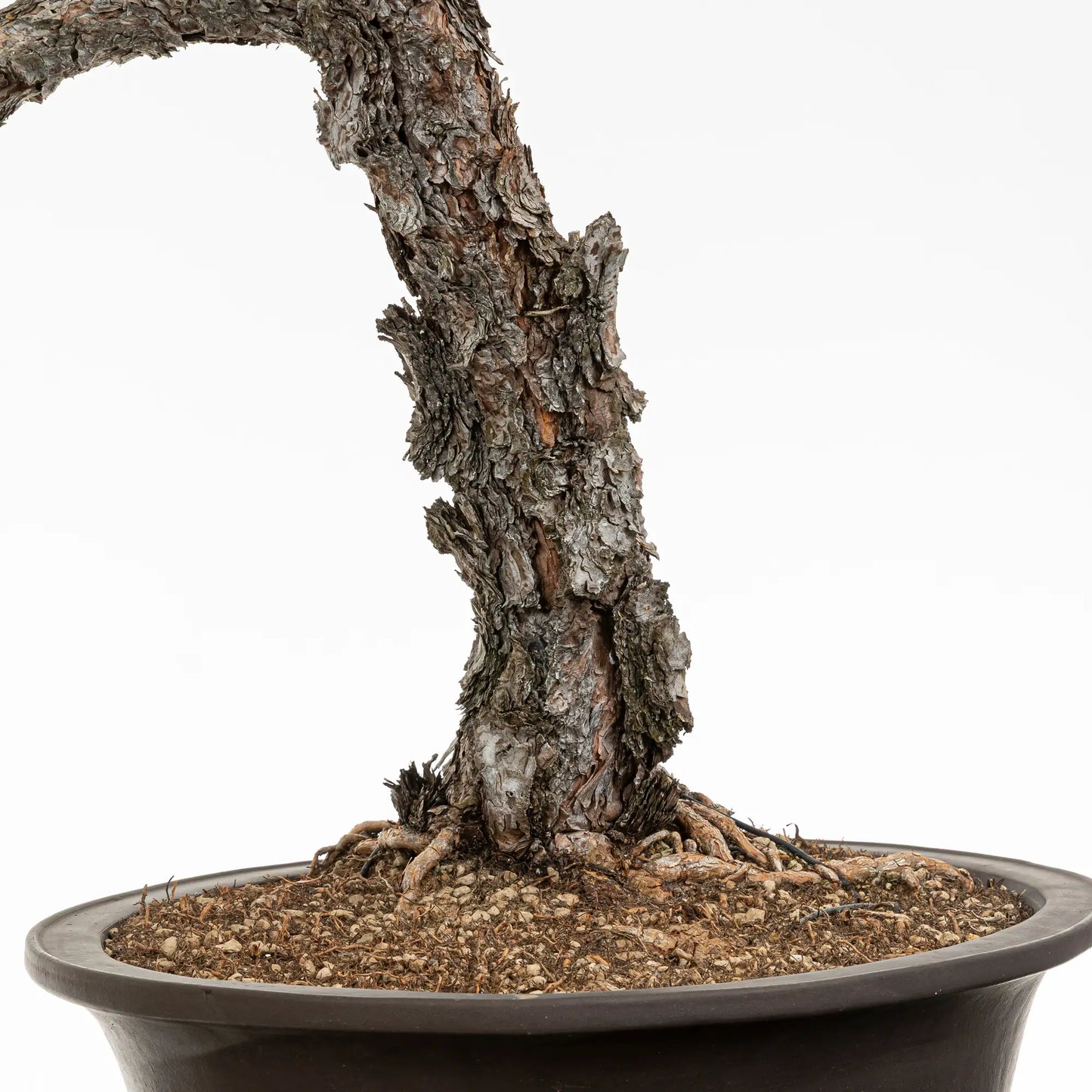Detalle de nebari, tronco y corteza de bonsai yamadori de pino silvestris