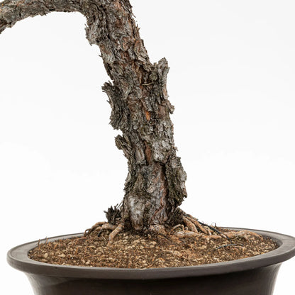 Detalle de nebari, tronco y corteza de bonsai yamadori de pino silvestris