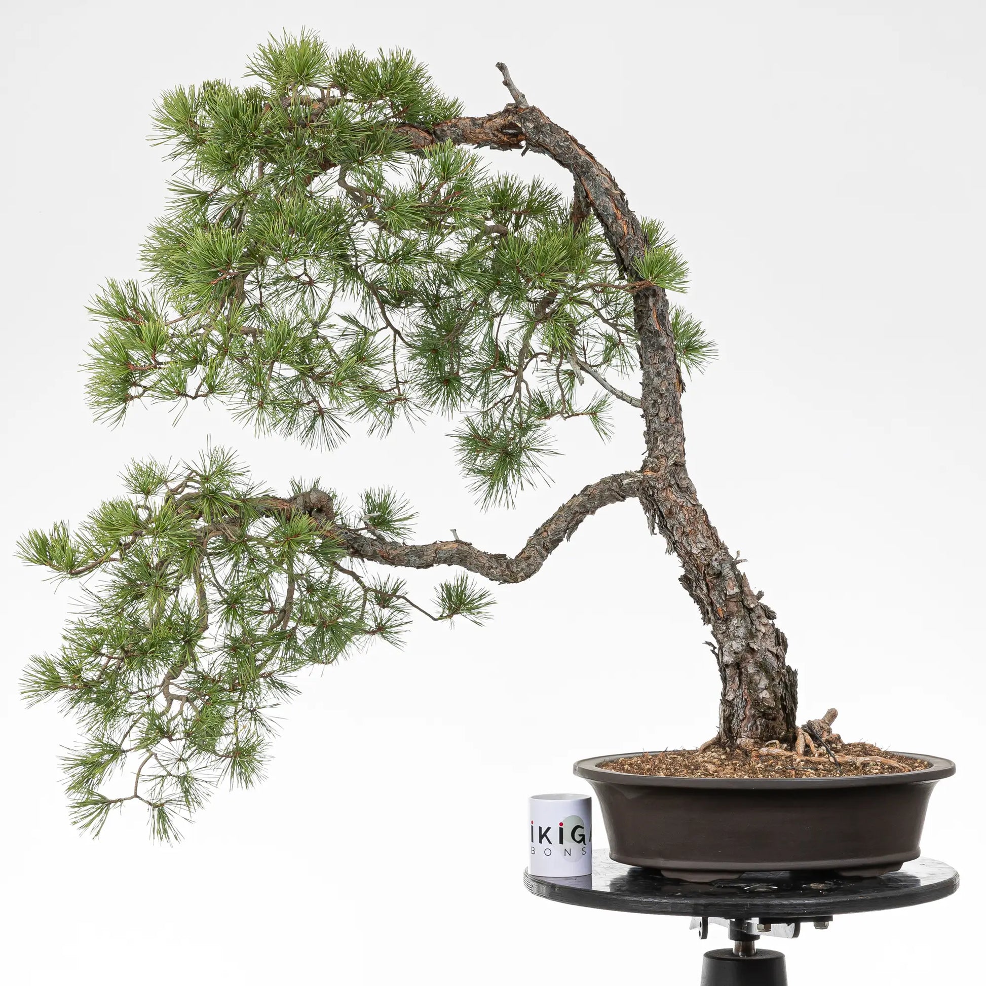Comparativa de tamaño de bonsai yamadori de pino silvestris con una taza de café de la tienda ikigai bonsái