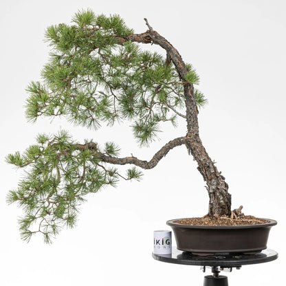 Comparativa de tamaño de bonsai yamadori de pino silvestris con una taza de café de la tienda ikigai bonsái