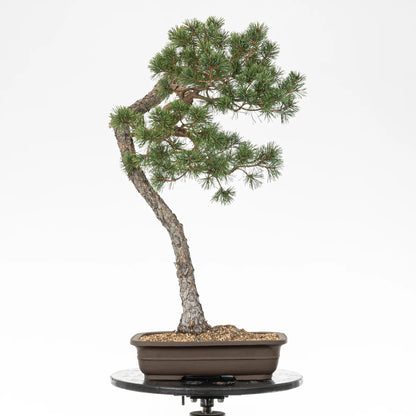 Bonsai yamadori prediseñado de pinus sylvestris de tipo bunjin.