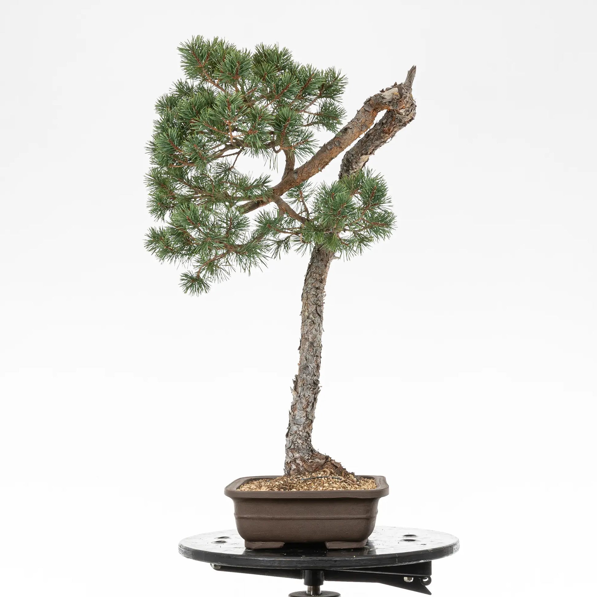 Cara derecha de bonsai de pinus sylvestris 