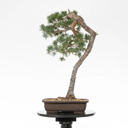 Cara trasera de bonsai yamadori de pinus sylvestris