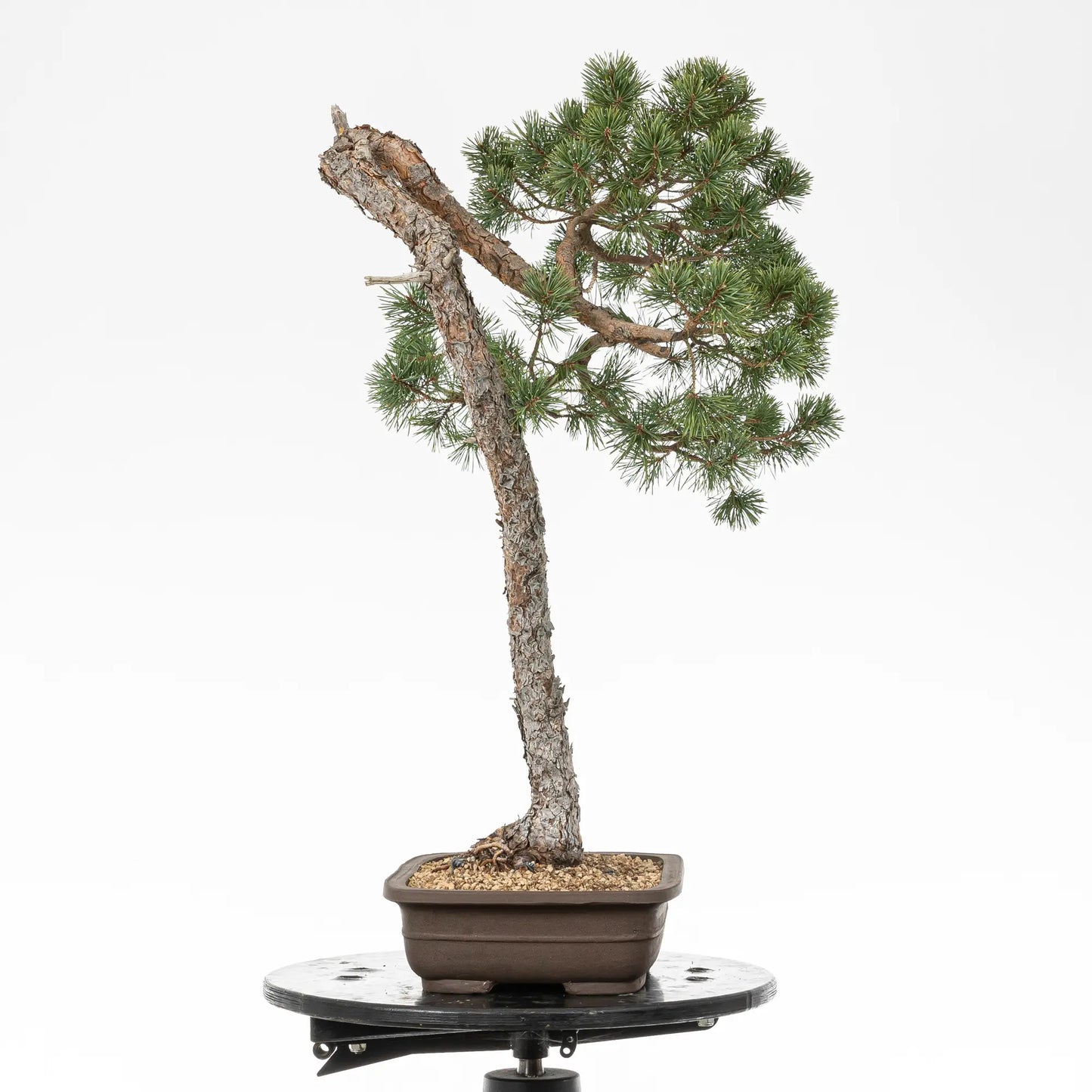 Cara izquierda de bonsai yamadori de pinus sylvestris