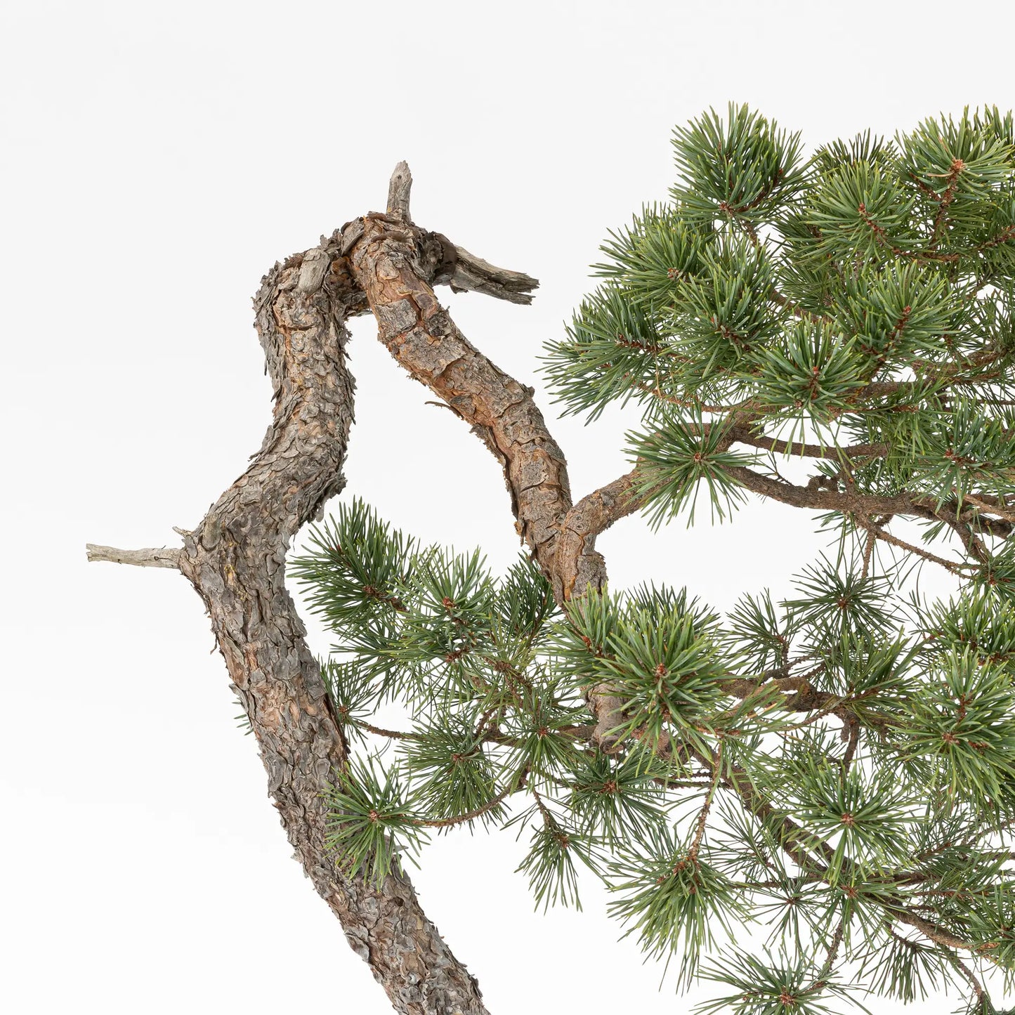 Detalle de codo oy tronco de bonsai yamadori de pinus sylvestris