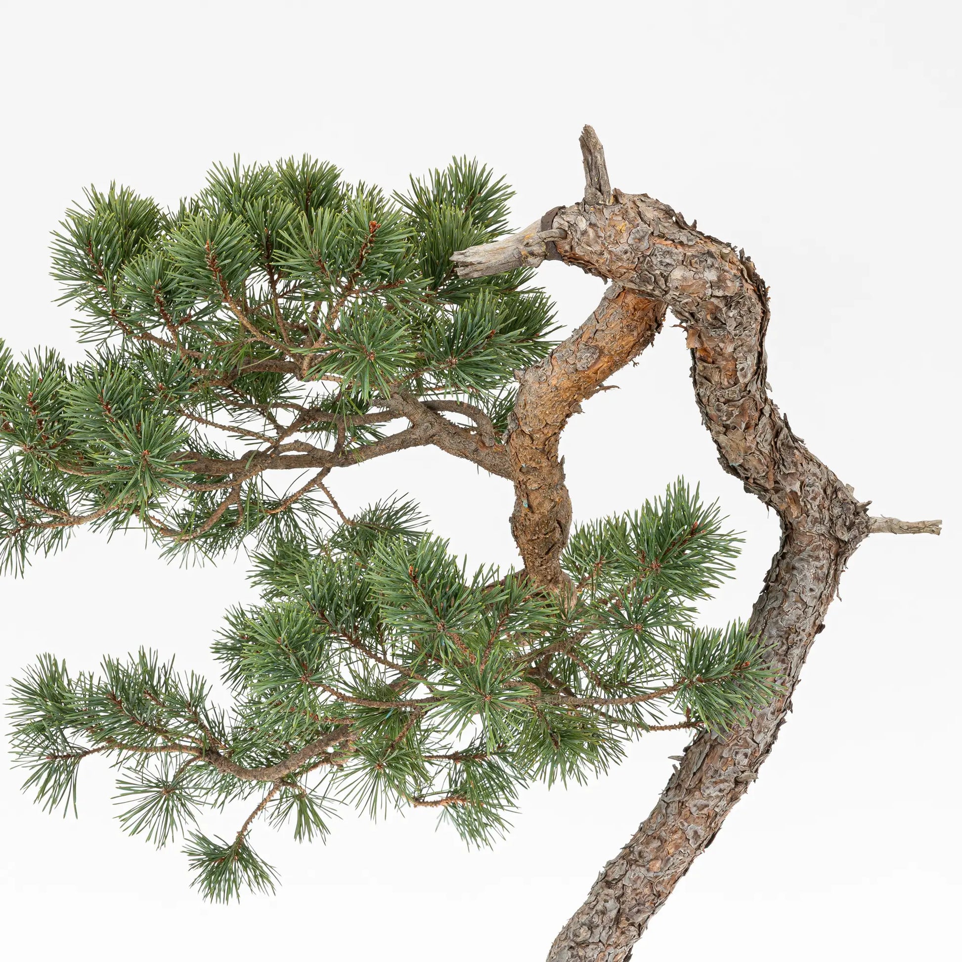 Detalle de rama principal y tronco de bonsai yamadori de pinus sylvestris