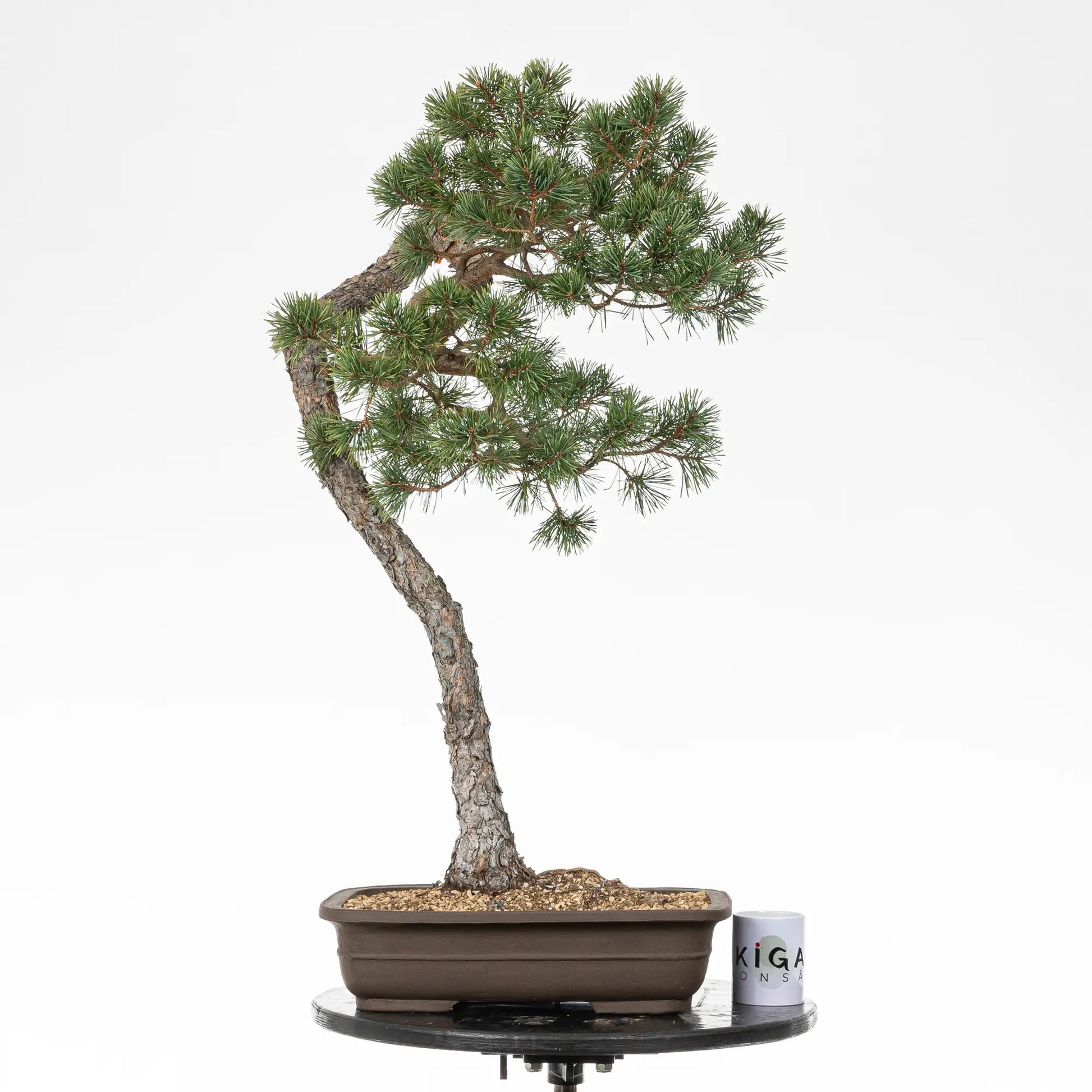 Comparativa de tamaño de un bonsai yamadori de pinus sylvestris con una taza de café de la tienda ikigai bonsai