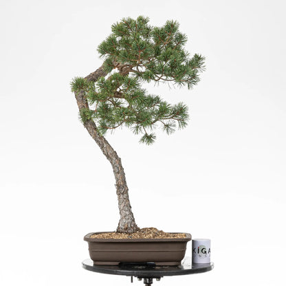 Comparativa de tamaño de un bonsai yamadori de pinus sylvestris con una taza de café de la tienda ikigai bonsai