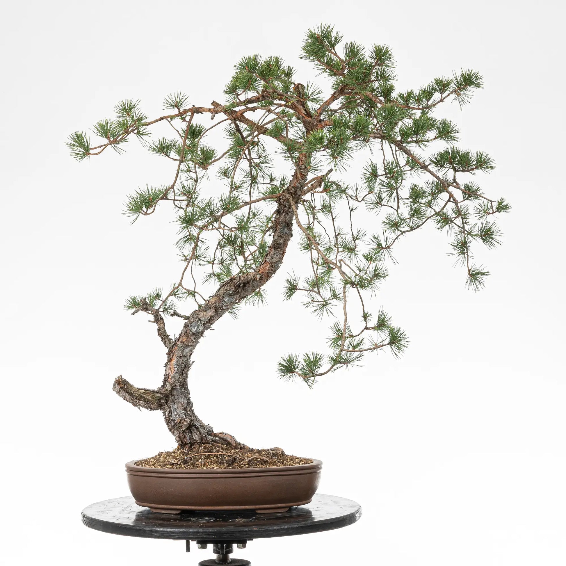 Bonsai yamadori de pino silvestre de estilo bunjin y tamaño dai