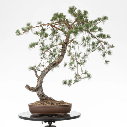 Bonsai yamadori de pino silvestre de estilo bunjin y tamaño dai