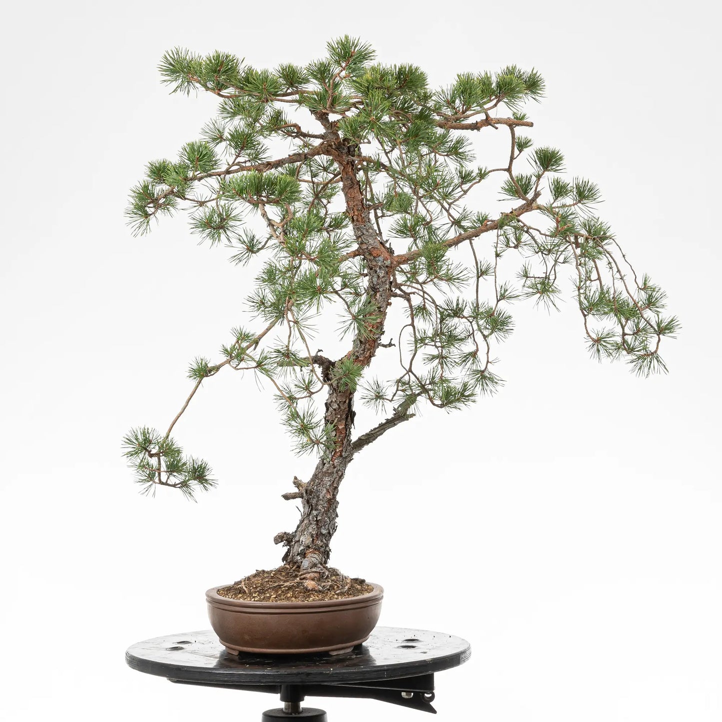 Cara derecha de bonsai yamadori de pinus sylvestris