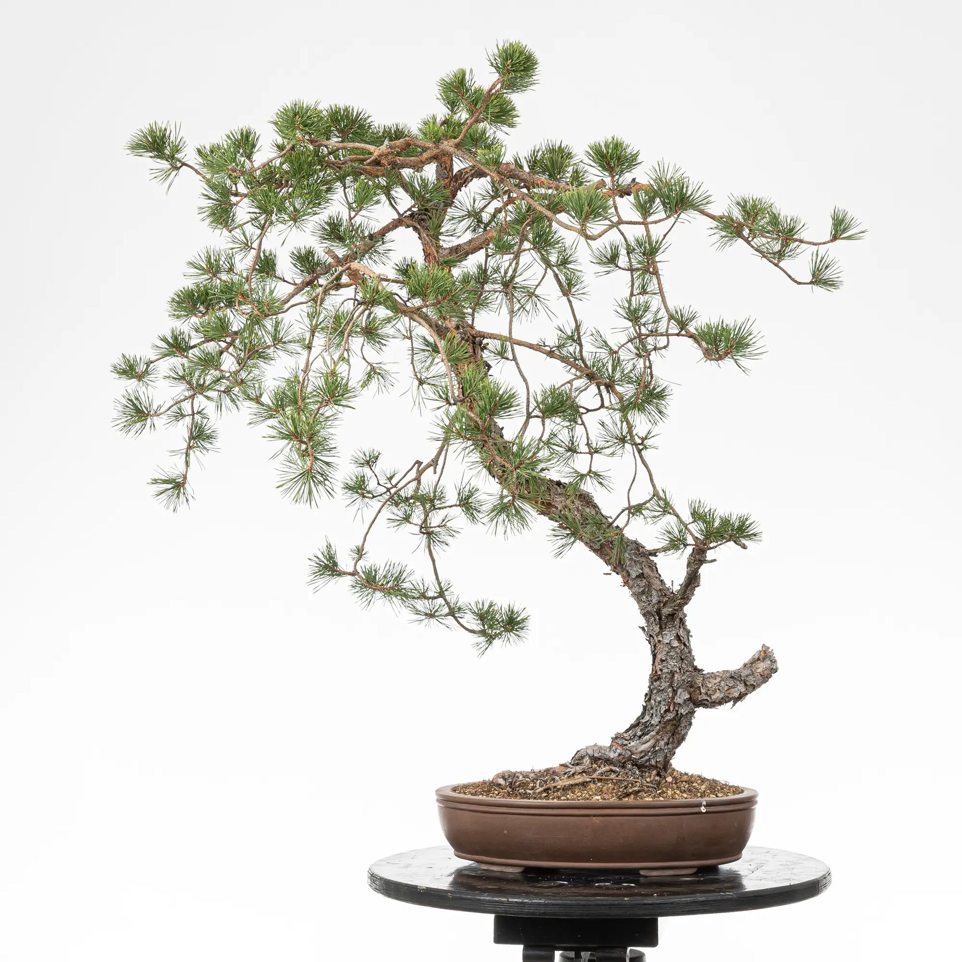 Cara trasera de bonsai de pino silvestre