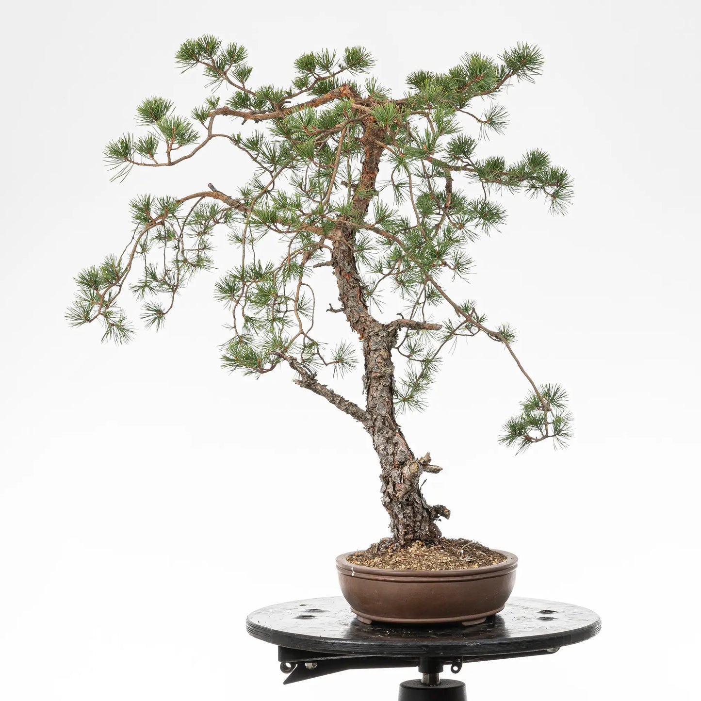 Cara izquierda de bonsai yamadori de pino silvestre