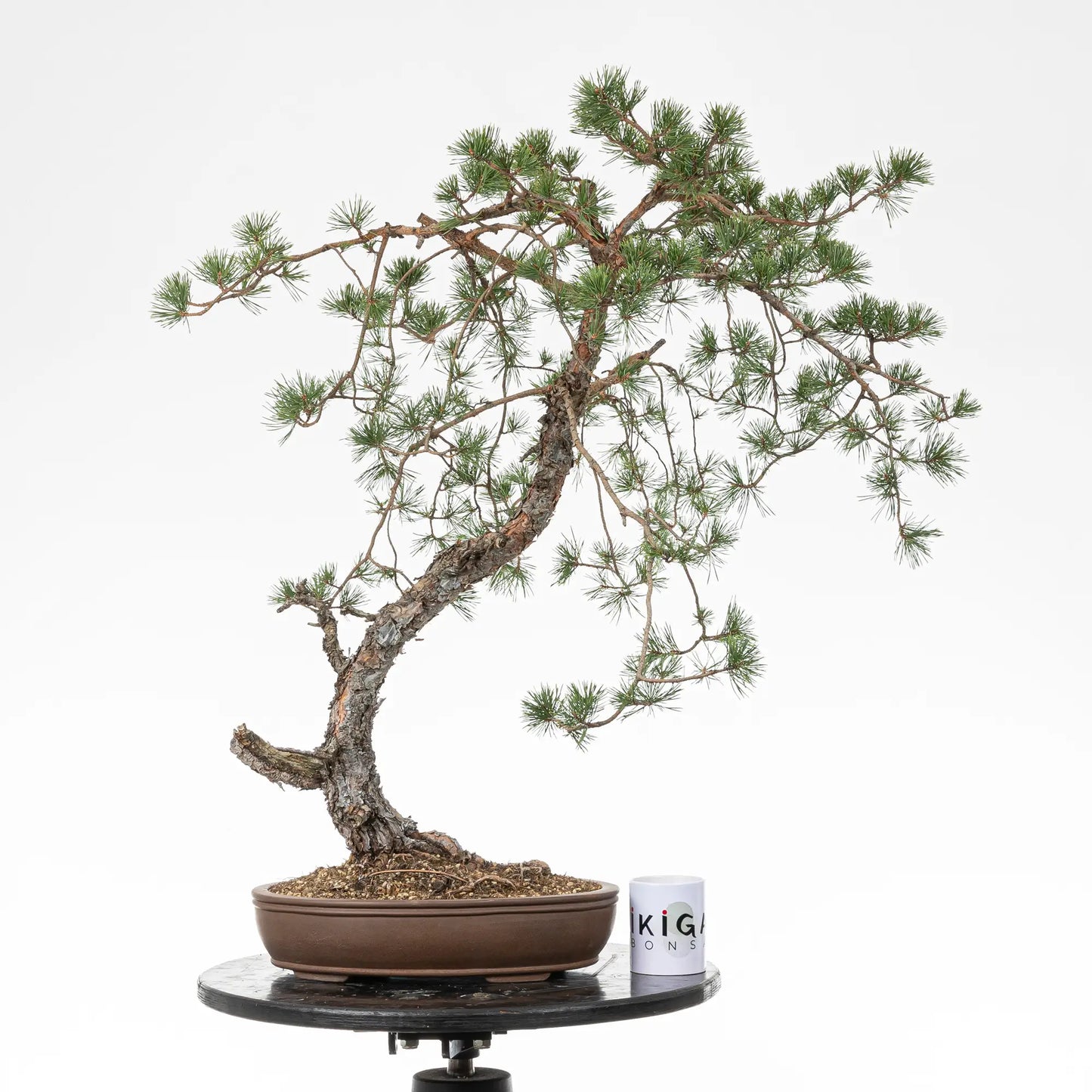 Comparativa de tamaño de bonsai yamadori de pino silvestre con una taza de café de la tienda ikigai bonsai.