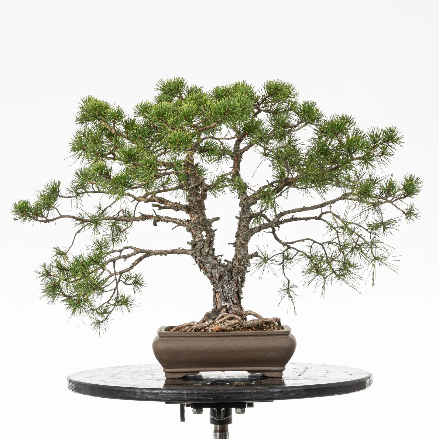 Bonsai yamadori de pino silvestris de estilo doble tronco y tamaño chuhin
