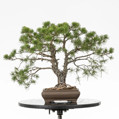 Bonsai yamadori de pino silvestris de estilo doble tronco y tamaño chuhin