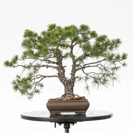 Bonsai yamadori de pino silvestris de estilo doble tronco y tamaño chuhin