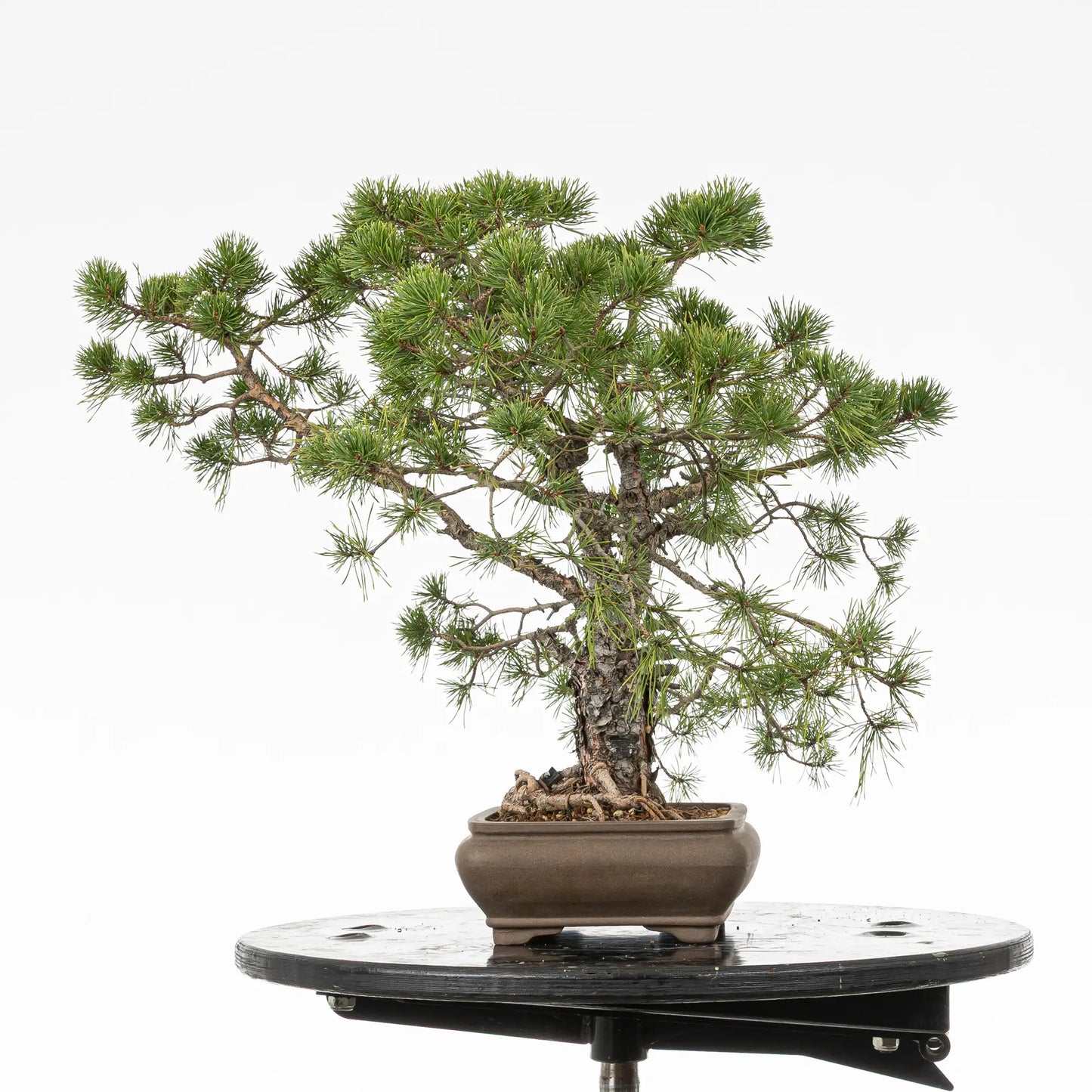 Cara izquierda de bonsai yamadori de pino silvestre