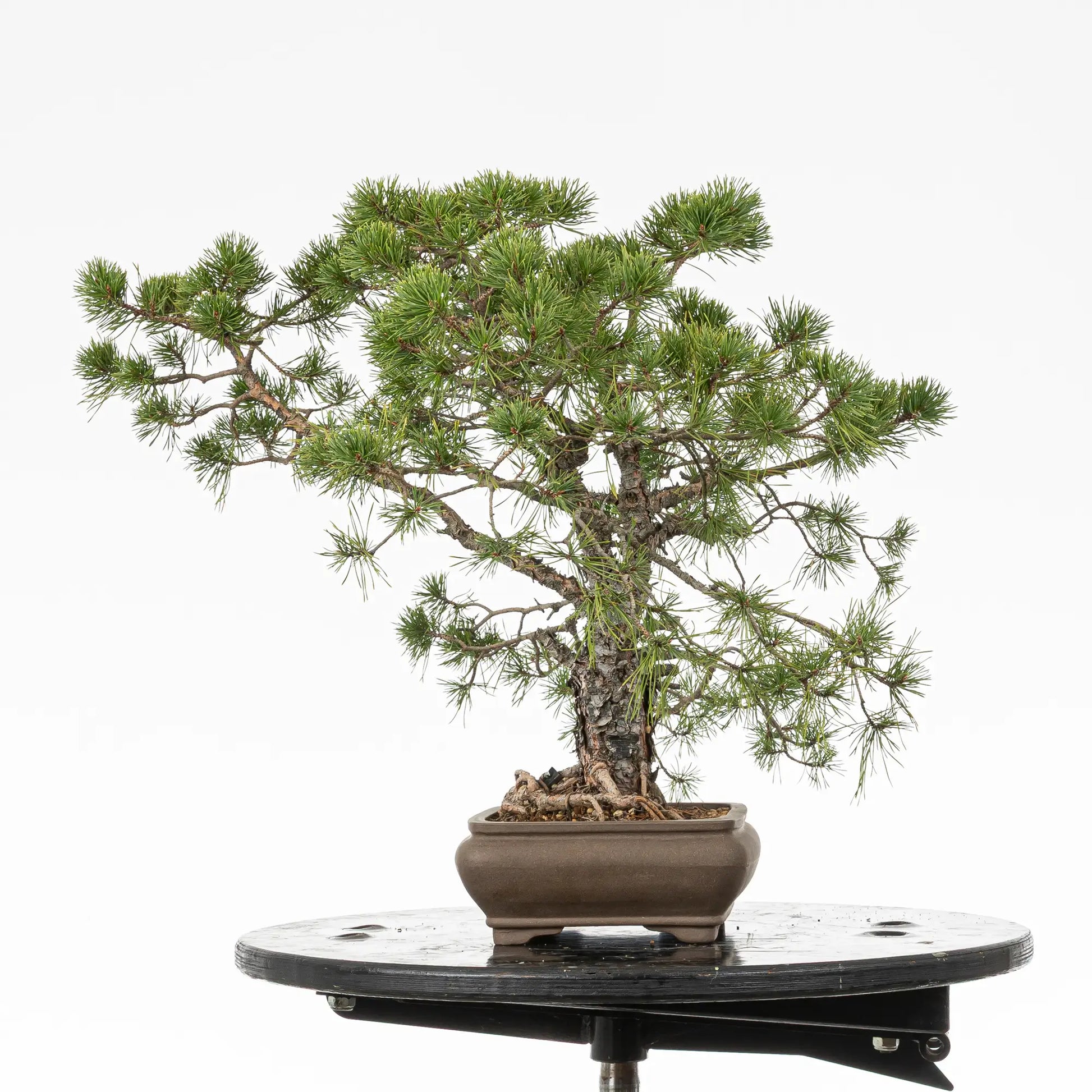 Cara izquierda de bonsai yamadori de pino silvestre