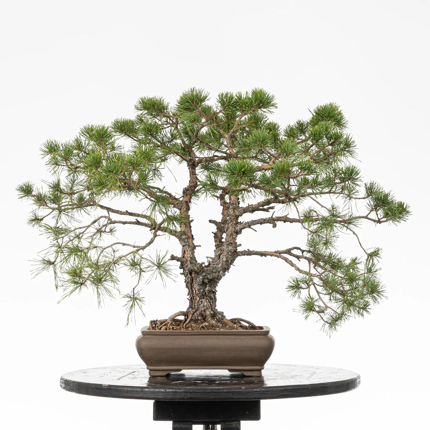 Cara trasera de bonsai yamadori de pino silvestre estilo doble tronco