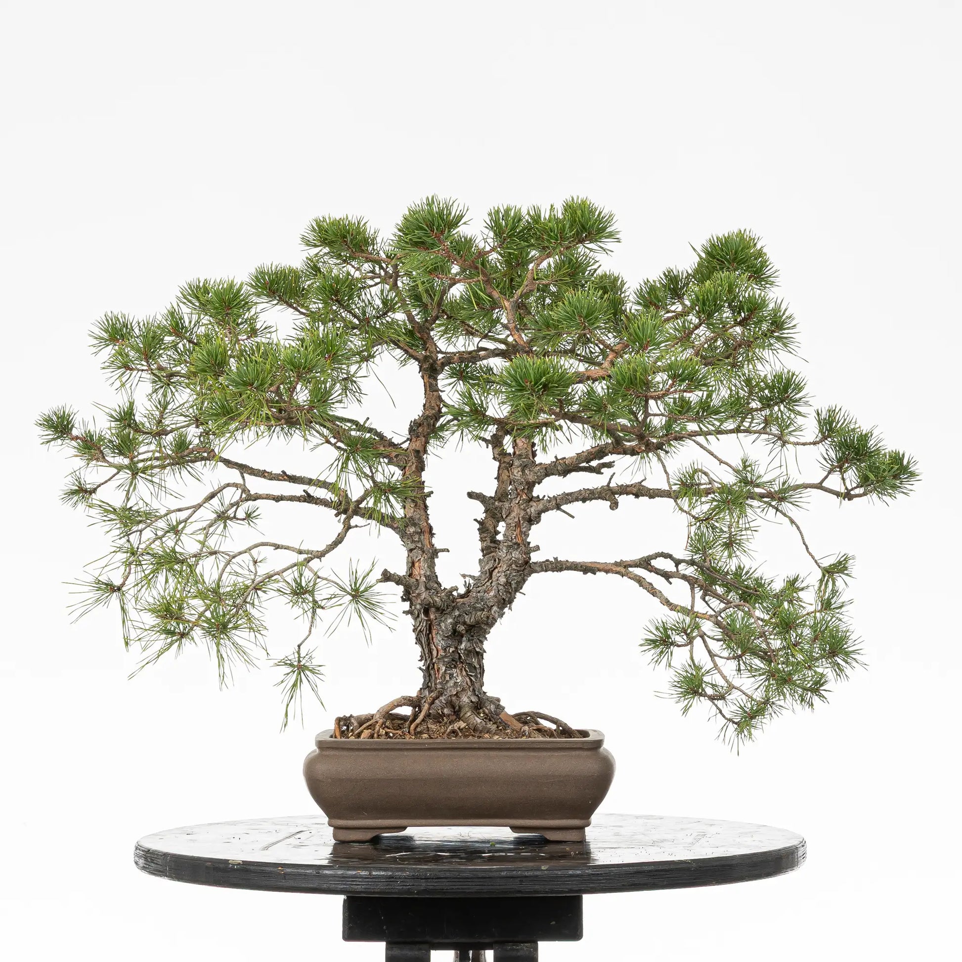 Cara trasera de bonsai yamadori de pino silvestre estilo doble tronco
