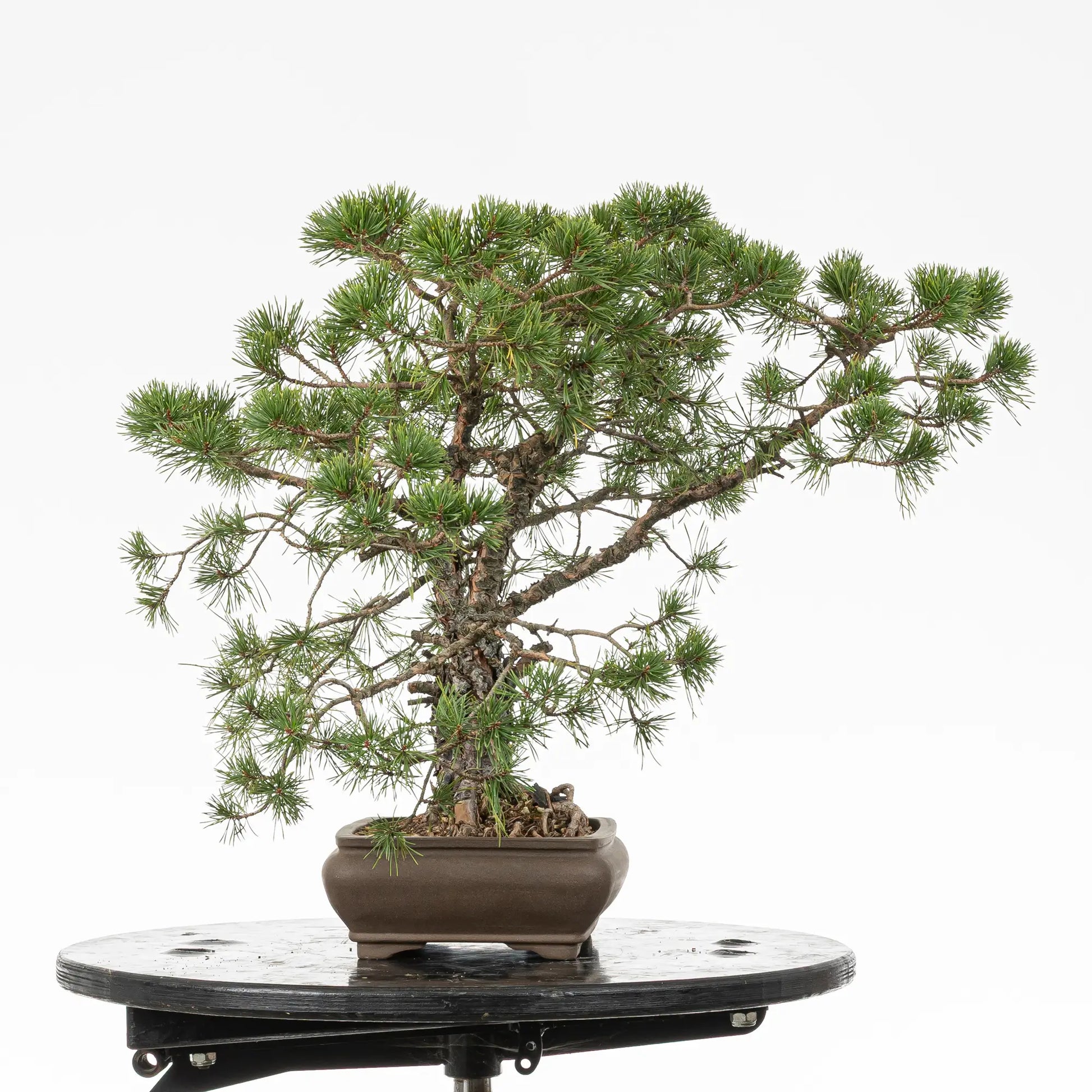 Cara derecha de bonsai yamadori de pinos silvestris