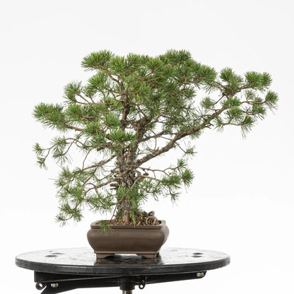 Cara derecha de bonsai yamadori de pinos silvestris