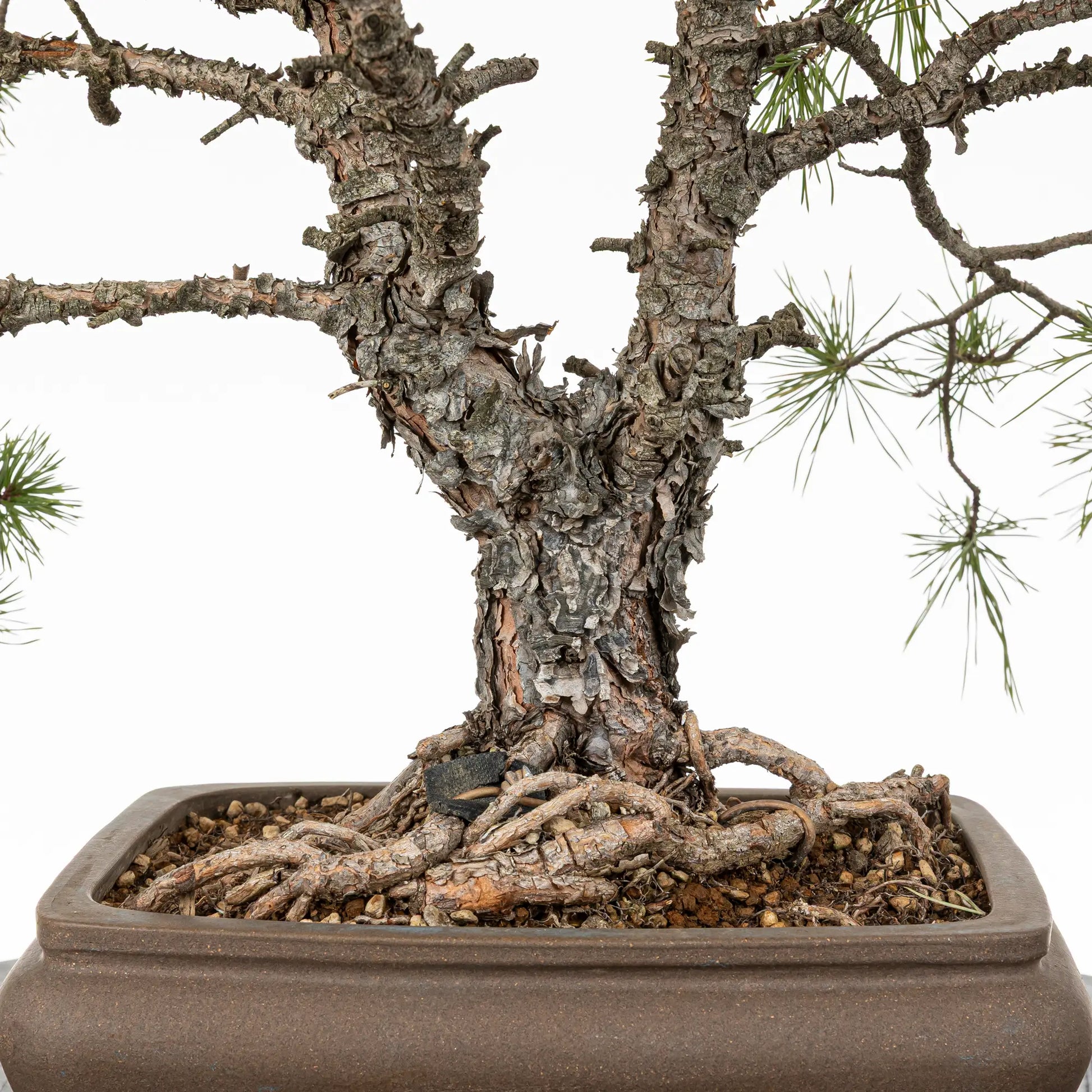 Detalle de tronco, nebari, corteza de pino silvestris 