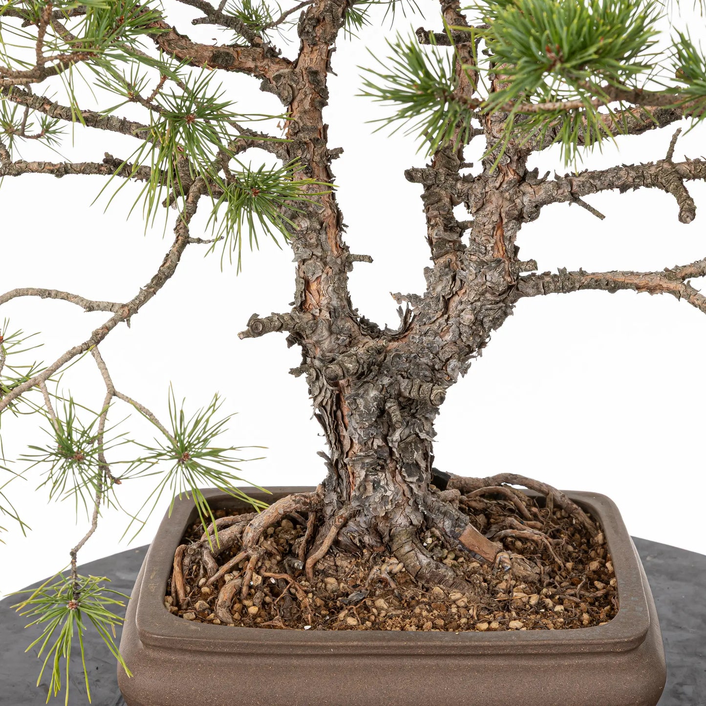 Detalle de nebari de pino de doble tronco