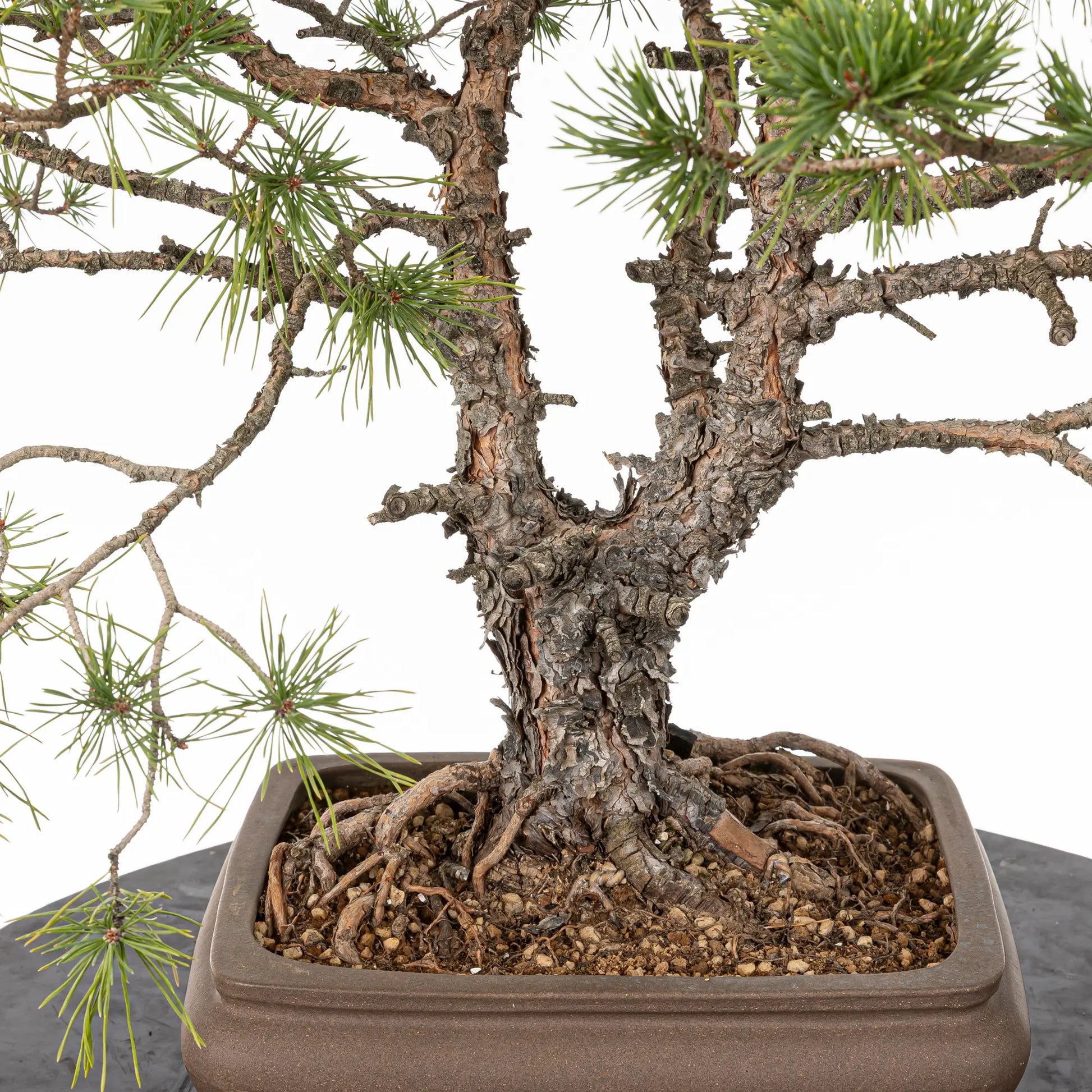 Detalle de nebari de pino de doble tronco