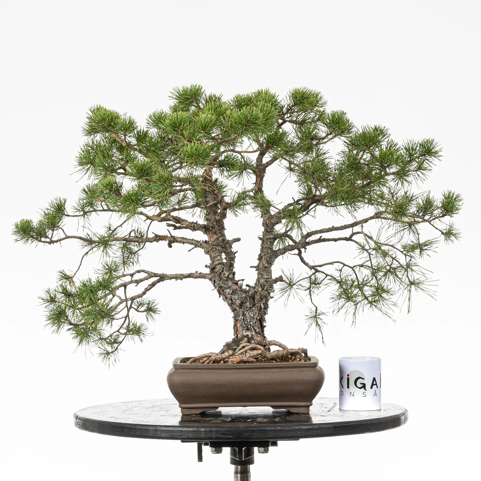 Comparativa de tamaño de bonsai yamadori de pino sylvestris con una taza de café de la tienda ikigai bonsai.