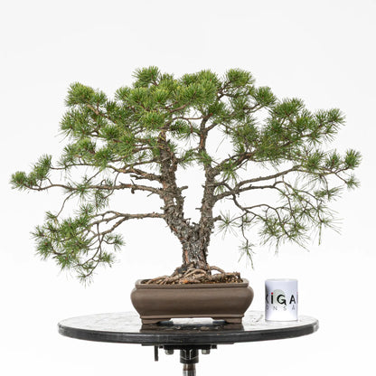 Comparativa de tamaño de bonsai yamadori de pino sylvestris con una taza de café de la tienda ikigai bonsai.