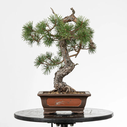 Bonsai yamadori de pinus sylvestris en estilo bunjin y tamaño chuhin