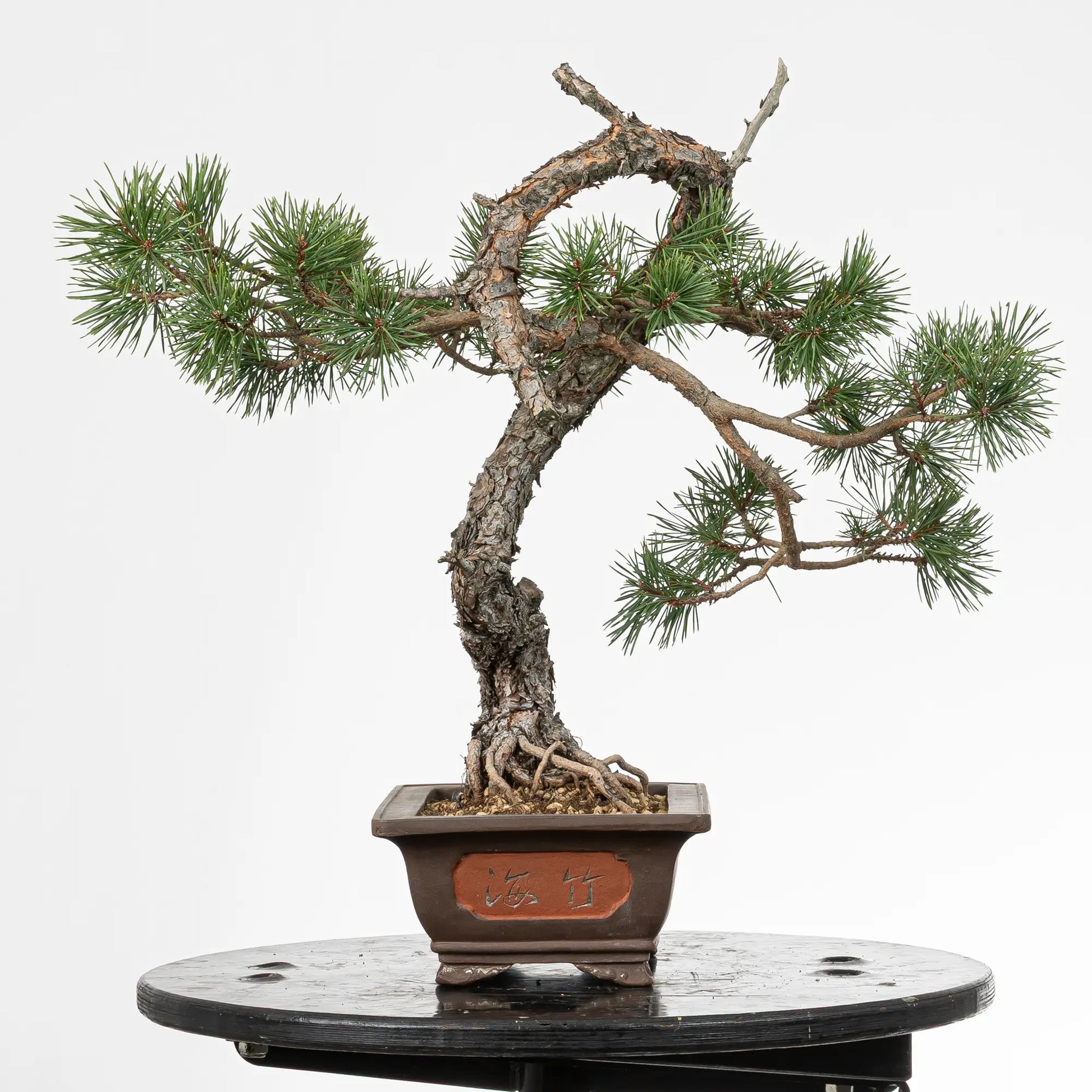 Cara derecha de bonsai yamadori de pinus sylvestris