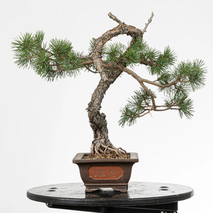 Cara derecha de bonsai yamadori de pinus sylvestris