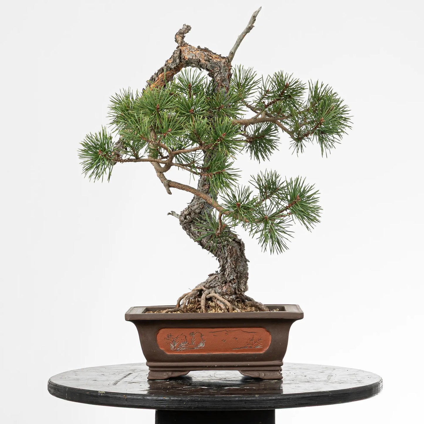 Cara trasera de bonsai yamadori de pinus sylvestris
