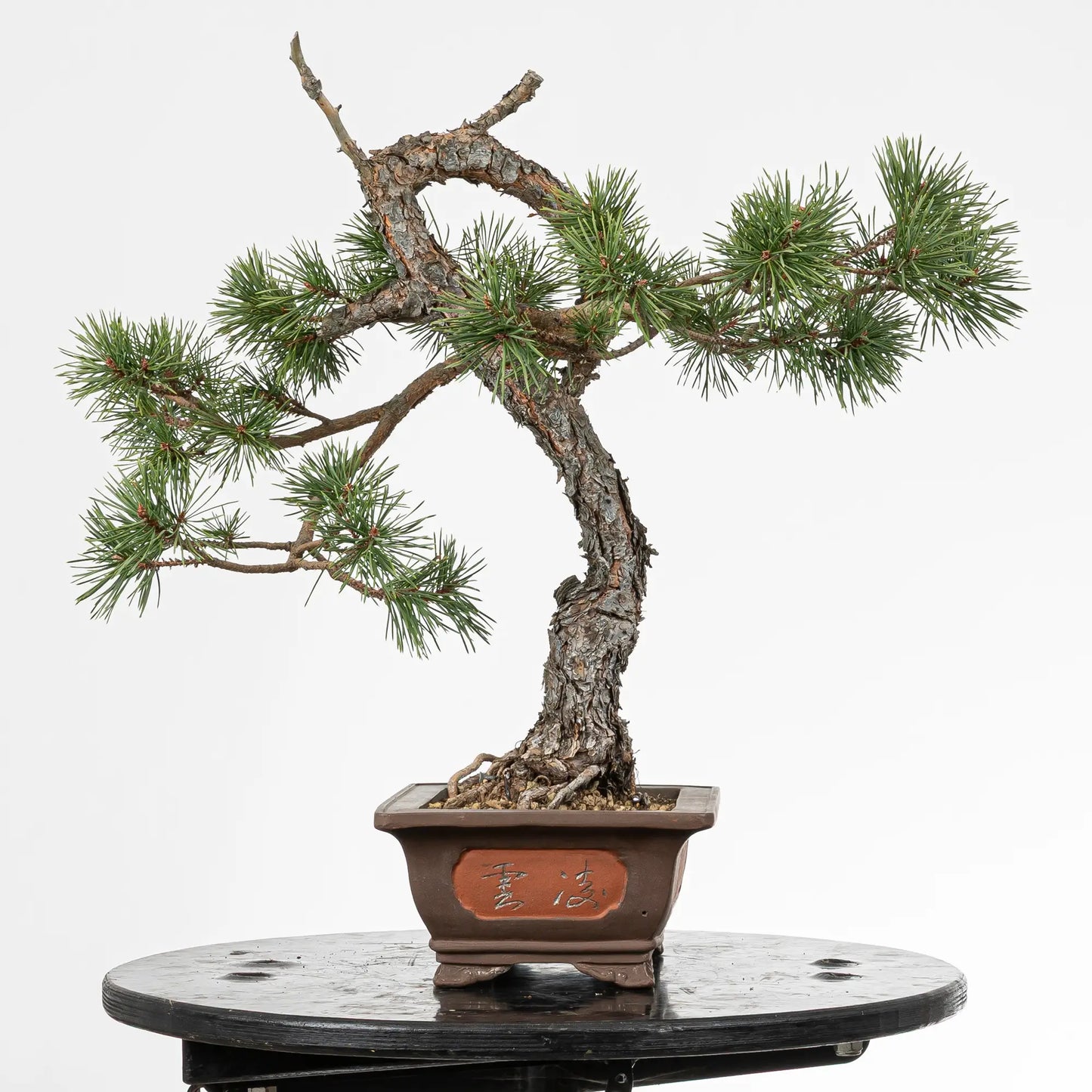 Cara izquierda de bonsai yamadori de pinus silvestris