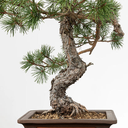 Detalle de tronco y nebari de bonsai yamadori de pinus silvestris